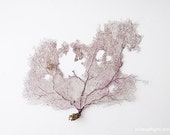 Wentylator koralowy. 8x10. druk historii naturalnej fotografii artystycznej. Minimalny prosty styl. Naturalne wystrój domu. Kryty ogród botaniczny. Przybrzeżnych.
