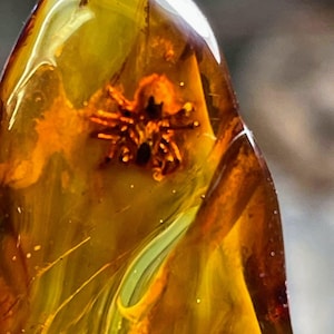 Baltic Amber Fossil: Insect Spider, Raw Stone Collectible