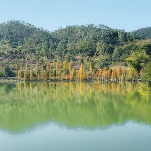 May include: A tranquil lake with a lush green forest in the background. A row of trees with yellow and orange leaves stand along the edge of the lake, reflecting in the water.