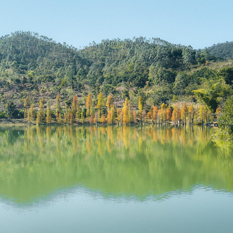 May include: A tranquil lake with a lush green forest in the background. A row of trees with yellow and orange leaves stand along the edge of the lake, reflecting in the water.