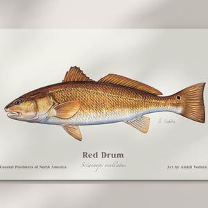 Redfish Fly Fishing Wall Art – Hand-Drawn Red Drum Poster for Saltwater Anglers – Printed Fish Illustration Gift