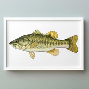Large Mouth Bass &quot;Florida Bass&quot; — High-Resolution Digital Art, Freshwater Bass Collection, Printable Fish Illustration