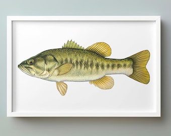 Largemouth Bass Art Print: Hand-Drawn Florida Bass Illustration (Digital Download)