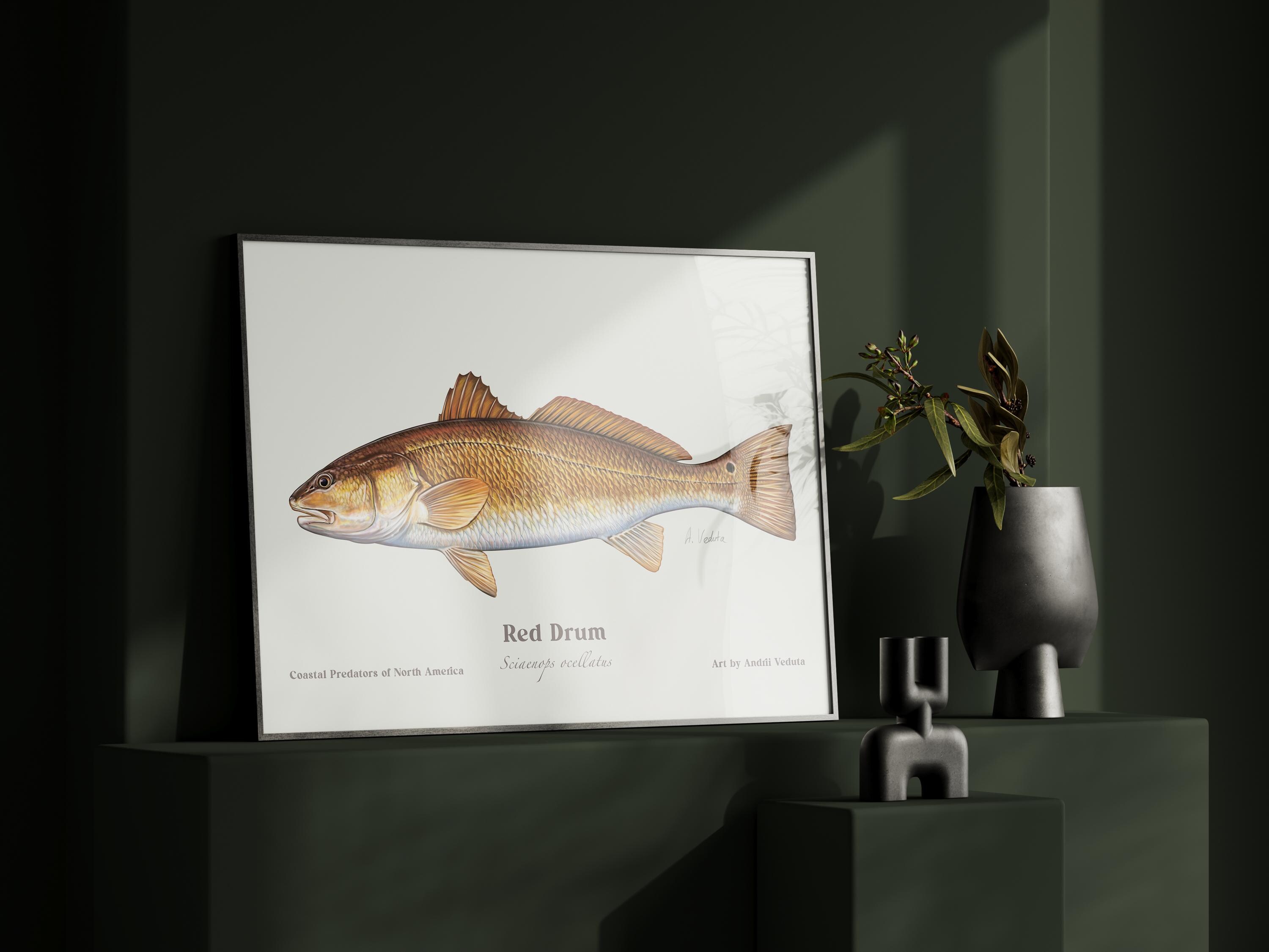 Redfish Illustration Art Print: Saltwater Angler Gift - Etsy