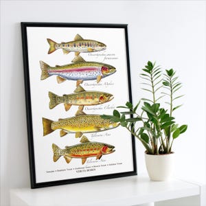Trout Species Art Print: Angler Gift, Illustrated Vertical Poster