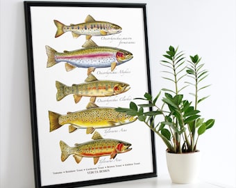 Lámina artística de especies de trucha: regalo para pescadores, póster vertical ilustrado