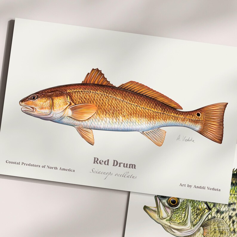 Redfish – Red Drum Digital Art for Anglers. Coastal Game Fish ...