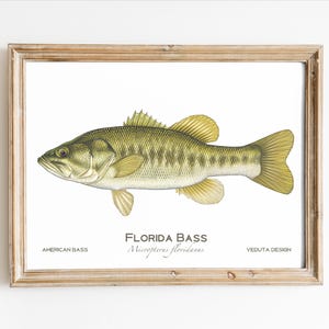 Largemouth Bass Art Print: Hand-Drawn Fishing Gift