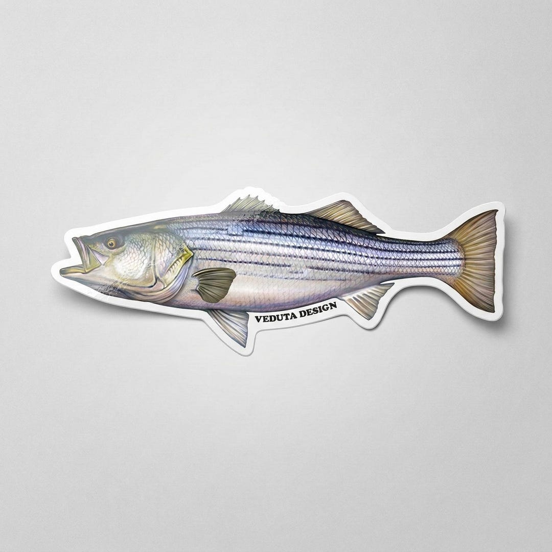 Striped Bass Fishing Sticker: Waterproof Vinyl Decal for Saltwater ...