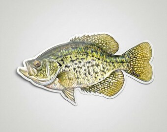 Sticker zwarte crappie vissen – glanzend 4" en 8" vinyl decal – uniek viscadeau