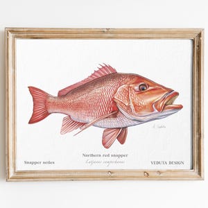 May include: A framed illustration of a northern red snapper fish, with the scientific name "Lutjanus campechanus" and the text "Snapper series" and "VEDUTA DESIGN" below the image.