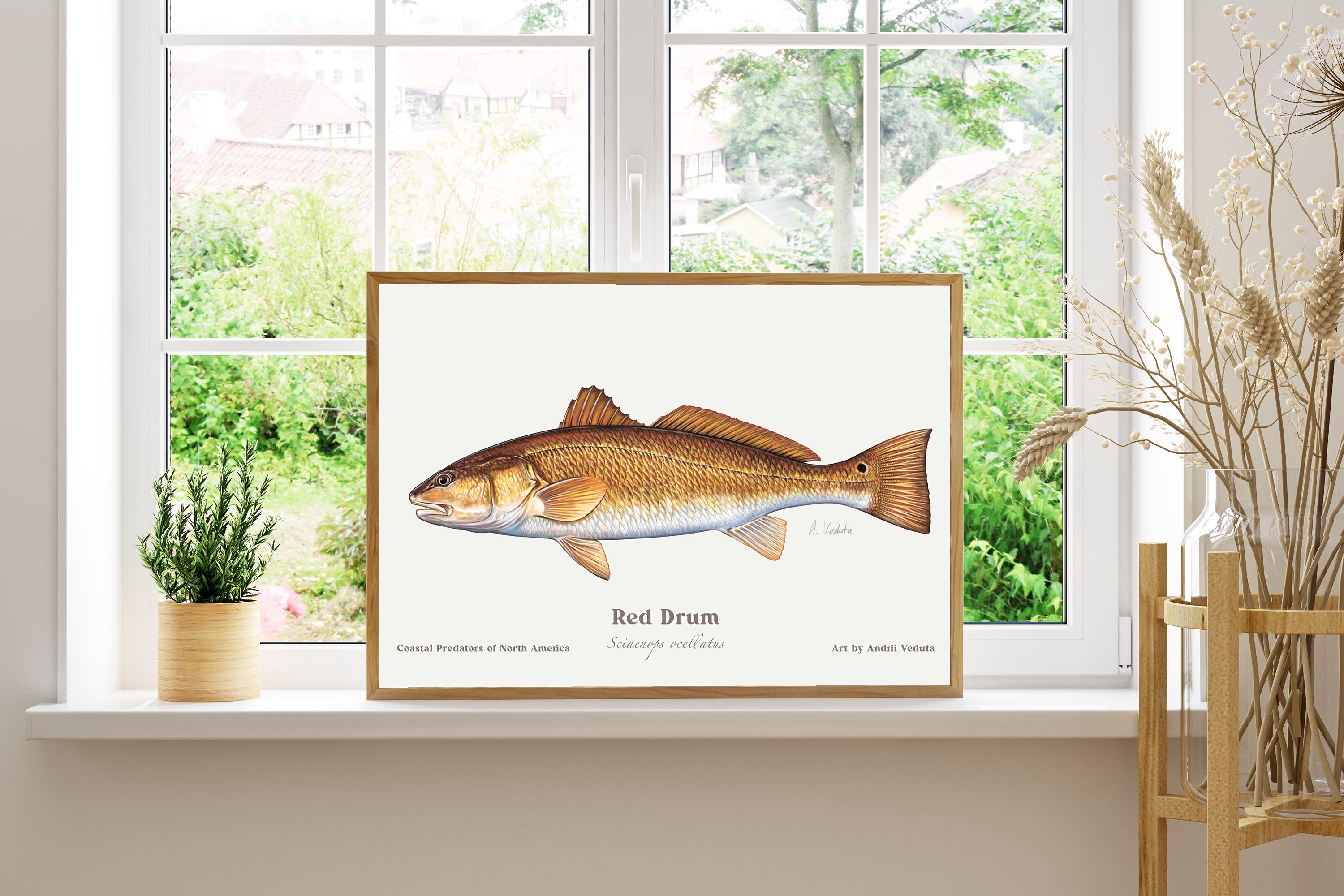 Redfish Illustration Art Print: Saltwater Angler Gift - Etsy