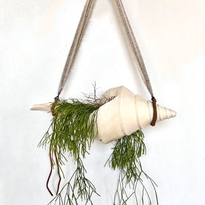 May include: A white seashell planter with a green plant hanging from it. The planter is suspended from a white macrame hanger.