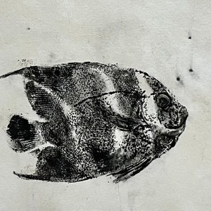 Traditional process gyotaku of juvenile Pomacanthus arcuatus- gray angelfish
