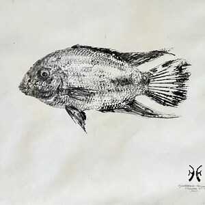 Traditional process gyotaku of Hypselecara temporalis, chocolate cichlid