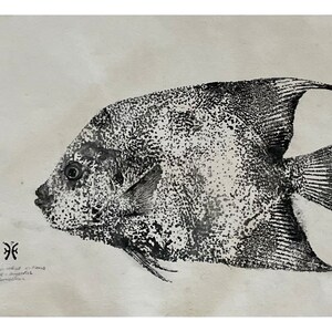 Traditional process gyotaku of Holaranthus ciliarus, queen angel fish