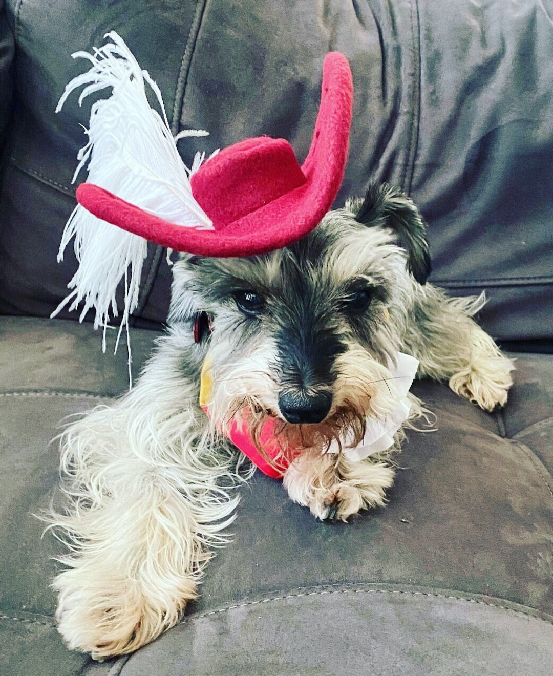 Captain Hook Dog Hat Hook Cosplay Pirate Etsy