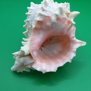 May include: A large, pink and white seashell with a textured, spiky exterior. The shell has a large, open opening.
