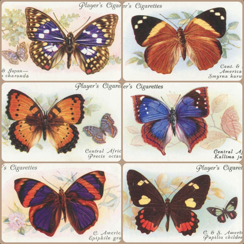 Full Cigarette Racks 50 Vintage Butterfly Cigarette Cards JPG, Antique Insect Prints ...