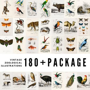 Oltre 180 illustrazioni zoologiche d'epoca / Download digitali di alta qualità