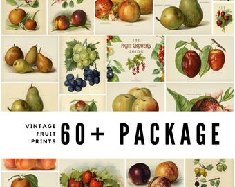 Vintage Fruit Botanical Prints: Victorian Art, Miss May Rivers (Digital Download)