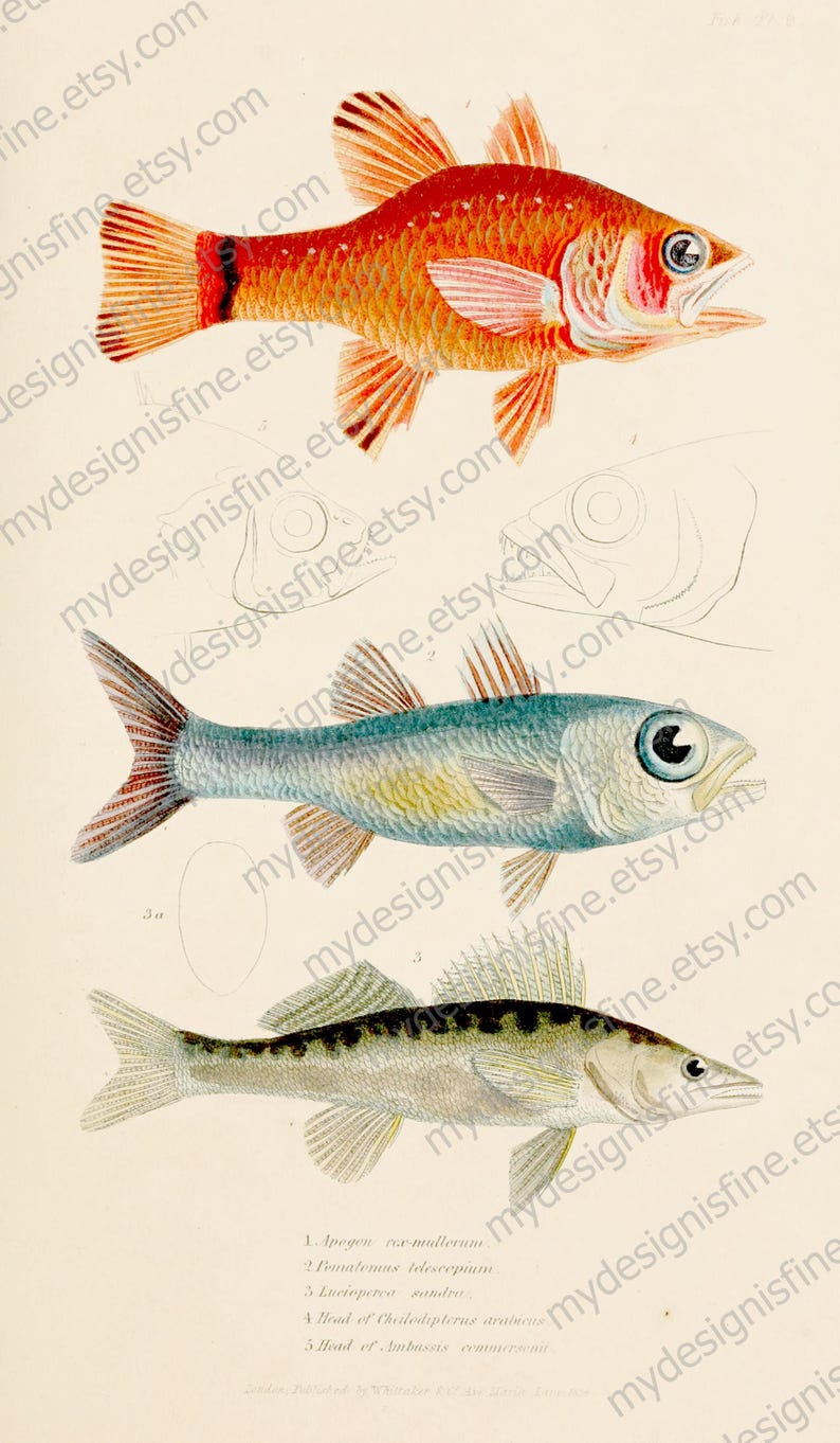 60+ Vintage Fish Species Illustrations / Ichthyology Art / High-quality ...