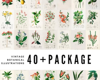 May include: A collection of vintage botanical illustrations featuring various flowers, plants, and fruits. The images are printed on aged paper, with detailed drawings and scientific labels. The text "VINTAGE BOTANICAL ILLUSTRATIONS 40+ PACKAGE" is displayed.