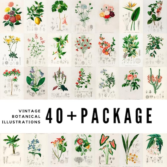 ヴィンテージ植物画：19世紀の植物図版（デジタルダウンロード