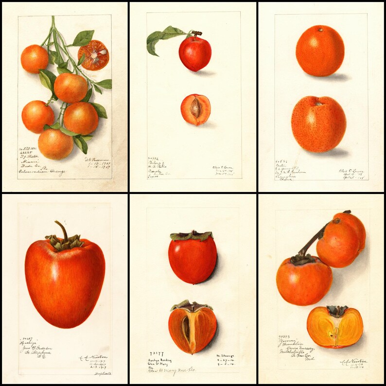 Pomology Examples 1100+ USDA Pomology Prints / Antique Fruit & Botanical Watercolors ...