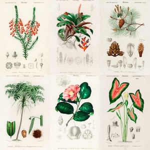 ALT TEXT: Digital collage of 40+ vintage botanical illustrations featuring flowers, leaves, and plants from 19th-century scientific artwork. Crisp high-resolution scans show intricate natural details and historic aesthetic, ideal for junk journaling, scrapbooking, wall art, and collectors of antique botanical prints, vintage garden ephemera, and floral studies.