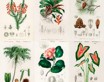 ヴィンテージ植物画：19世紀の植物図版（デジタルダウンロード