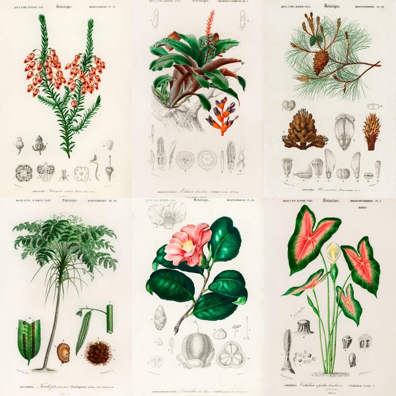 ALT TEXT: Digital collage of 40+ vintage botanical illustrations featuring flowers, leaves, and plants from 19th-century scientific artwork. Crisp high-resolution scans show intricate natural details and historic aesthetic, ideal for junk journaling, scrapbooking, wall art, and collectors of antique botanical prints, vintage garden ephemera, and floral studies.