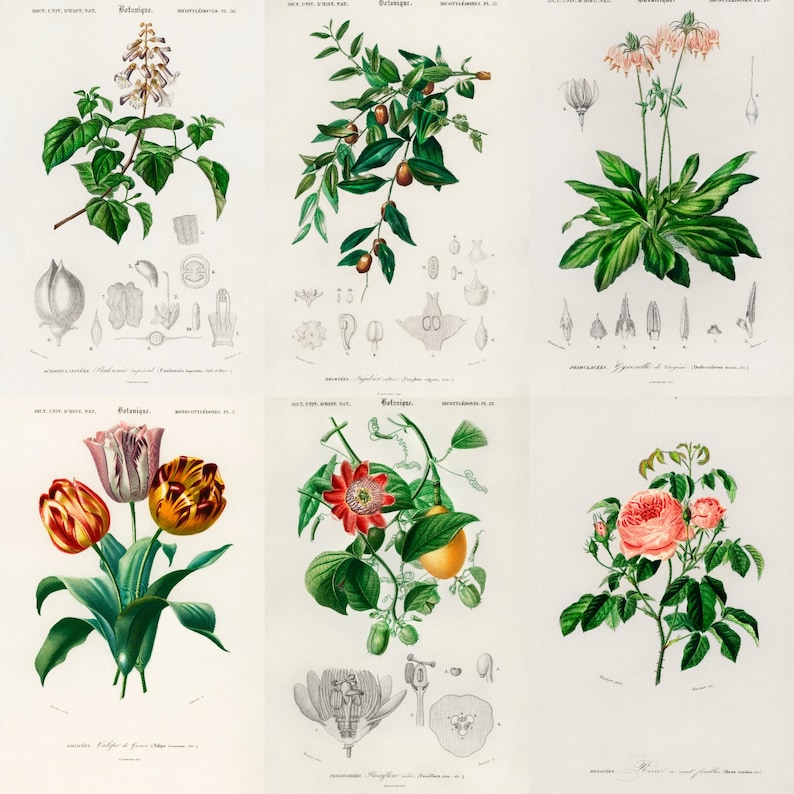 ALT TEXT: Digital collage of 40+ vintage botanical illustrations featuring flowers, leaves, and plants from 19th-century scientific artwork. Crisp high-resolution scans show intricate natural details and historic aesthetic, ideal for junk journaling, scrapbooking, wall art, and collectors of antique botanical prints, vintage garden ephemera, and floral studies.