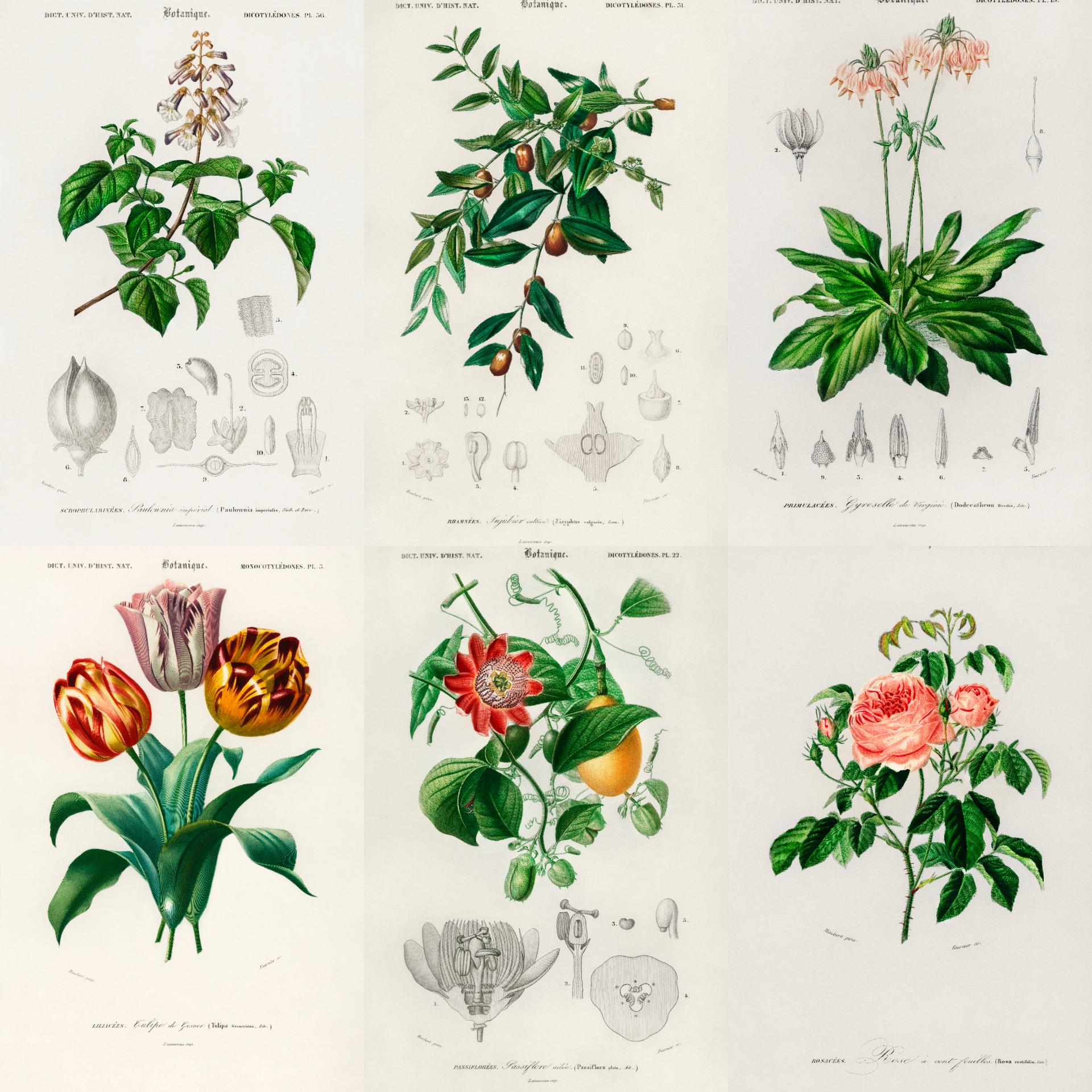 ヴィンテージ植物画：19世紀の植物図版（デジタルダウンロード