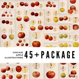 Vintage Apple Illustrations: Botanical Fruit Prints (Digital Download)