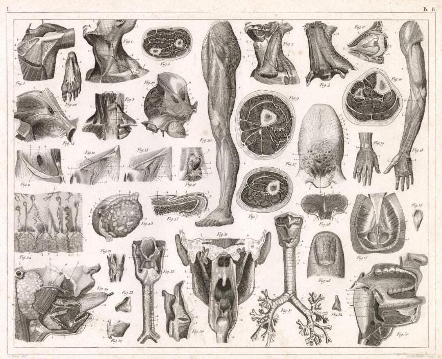 20 Vintage Anatomy Posters: Restored Medical Art Prints (digital ...