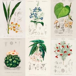 ALT TEXT: Digital collage of 40+ vintage botanical illustrations featuring flowers, leaves, and plants from 19th-century scientific artwork. Crisp high-resolution scans show intricate natural details and historic aesthetic, ideal for junk journaling, scrapbooking, wall art, and collectors of antique botanical prints, vintage garden ephemera, and floral studies.