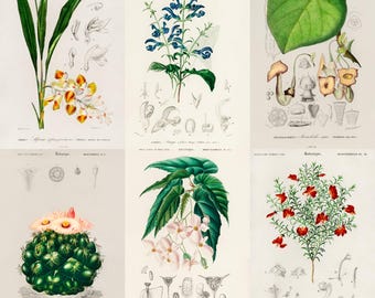 ヴィンテージ植物画：19世紀の植物図版（デジタルダウンロード