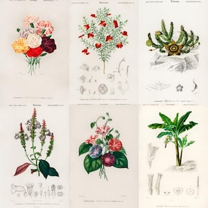 ALT TEXT: Digital collage of 40+ vintage botanical illustrations featuring flowers, leaves, and plants from 19th-century scientific artwork. Crisp high-resolution scans show intricate natural details and historic aesthetic, ideal for junk journaling, scrapbooking, wall art, and collectors of antique botanical prints, vintage garden ephemera, and floral studies.