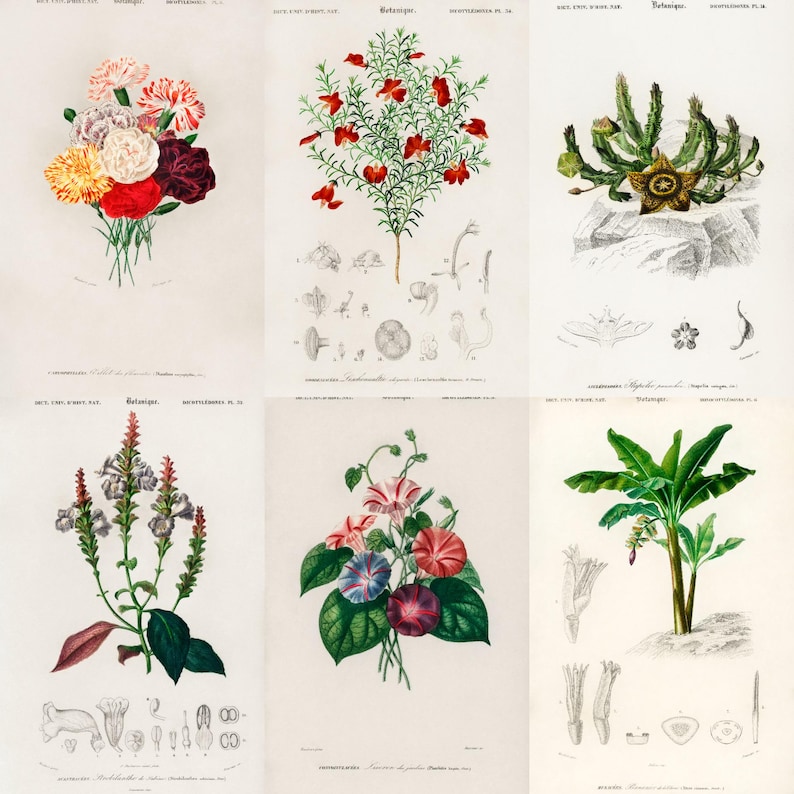 ALT TEXT: Digital collage of 40+ vintage botanical illustrations featuring flowers, leaves, and plants from 19th-century scientific artwork. Crisp high-resolution scans show intricate natural details and historic aesthetic, ideal for junk journaling, scrapbooking, wall art, and collectors of antique botanical prints, vintage garden ephemera, and floral studies.