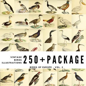Puede incluir: Una colección de más de 250 ilustraciones de aves vintage de Europa. Las ilustraciones son de varios estilos y presentan una amplia gama de especies de aves. Las ilustraciones son perfectas para usar en scrapbooking, creación de tarjetas y otros proyectos de manualidades.