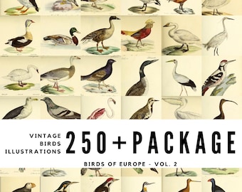 Oltre 250 illustrazioni di uccelli europei d'epoca - Volume 2 Stampe ornitologiche (download digitale per progetti di arredamento e natura)