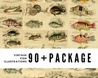 90+ Vintage Fish Illustration Collection – Digital Downloads | Aquatic Art Prints, Marine Ephemera & Nature Studies