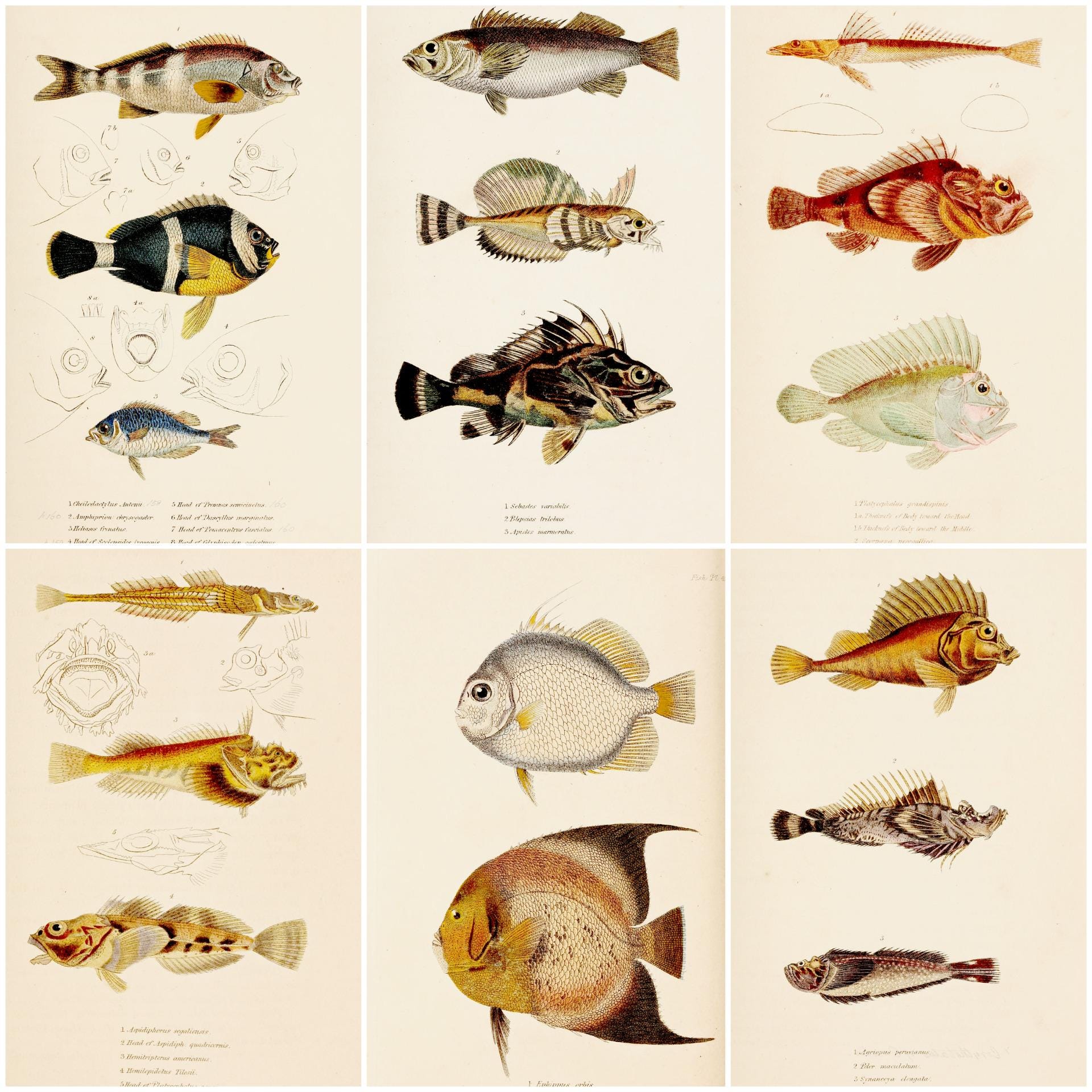 60+ Vintage Fish Species Illustrations / Ichthyology Art / High