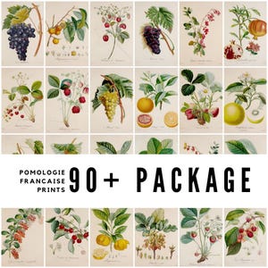 Lot De 2 Cadres Botaniques Vintage – Citron Et Figue – Déco Murale 29x22 Cm