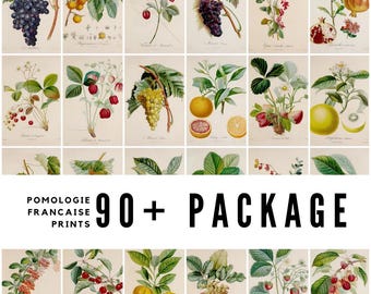 Vintage Fruit Botanical Art Prints: 19th Century Pomologie (Digital Download)