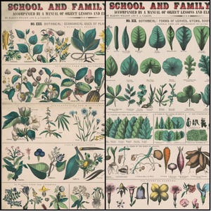 May include: Two vintage botanical charts titled "School and Family" with detailed illustrations of plants, leaves, stems, and roots. The charts include text describing the economical uses of plants and the forms of leaves. The colour palette is muted with greens, browns, and yellows.
