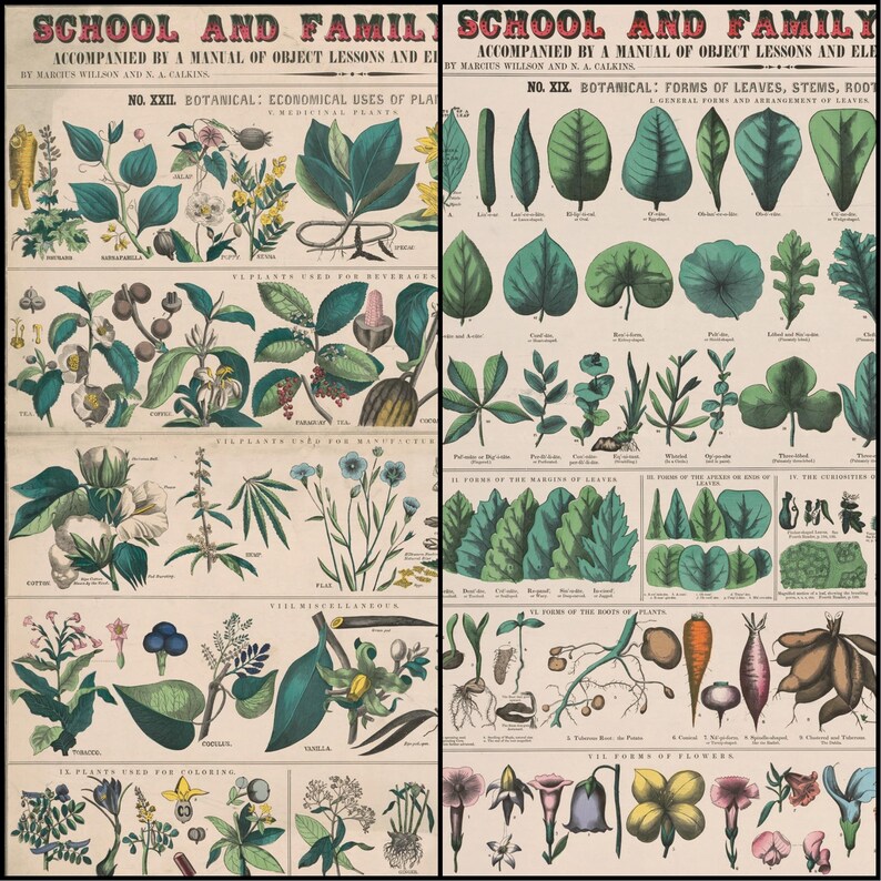May include: Two vintage botanical charts titled "School and Family" with detailed illustrations of plants, leaves, stems, and roots. The charts include text describing the economical uses of plants and the forms of leaves. The colour palette is muted with greens, browns, and yellows.
