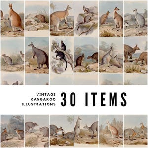 May include: A collection of 30 vintage kangaroo illustrations. The images feature various kangaroo species in their natural habitats, rendered in a classic watercolor style. The text "Vintage Kangaroo Illustrations" and "30 Items" are displayed.