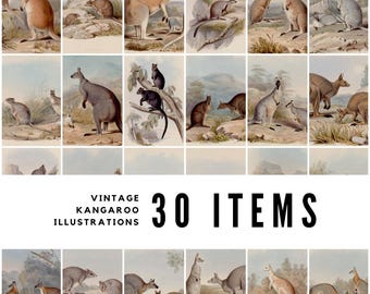 30 ilustraciones vintage de canguros: láminas de fauna salvaje del siglo XIX de John Gould (descarga digital para decoración y estudio).